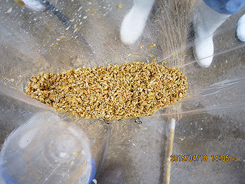 サイレージの品質検査（畜産試験場）移動する方法・取り出しの簡素化